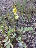 Cassia italica